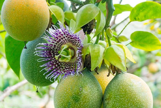 fruta-galeria-4